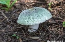 日韩食用菌种植技术视频,高效益与生态平衡的完美融合